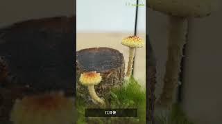 きのこリウム～キノコの生える苔テラリウムの作り方～