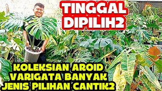 TINGGAL DIPILIH2‼️KOLEKSIAN AROID VARIGATA BANYAK JENIS PILIHAN CANTIK2