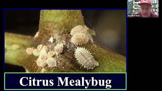 Grow Pro Series: Mealybug Management