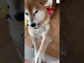 必見！柴犬の可愛すぎるアタック❤️ 柴犬 犬 shorts チワワ　 かわいい