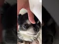 必見！柴犬の可愛すぎるアタック❤️ 柴犬 犬 shorts チワワ　 かわいい