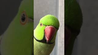 Whistling Indian Ringneck parrot! Screaming and being very cute!