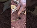 Highest IQ male cricket in deep hole is attacked by militaries ants