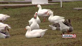 Around a dozen dead geese found on New Richmond riverbank