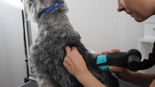 How to groom a tight and long-haired coat?