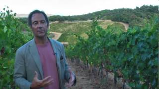 JAMESSUCKLING.COM - Tuscany - Petrolo - The Boggina Vineyard