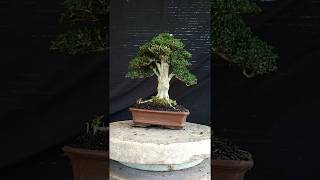 Bonsai Serisa Foetida Micro CHAMPION R1