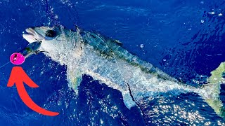 These fish go hard! - Kingfish Madness!