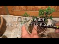 挿し木から作る真柏のミニ盆栽^ ^how to create bonsai juniper cuttings bonsai bonsai diy 豆盆栽 小品盆栽