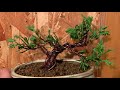 挿し木から作る真柏のミニ盆栽^ ^how to create bonsai juniper cuttings bonsai bonsai diy 豆盆栽 小品盆栽