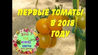 Первые томаты в 2018 году