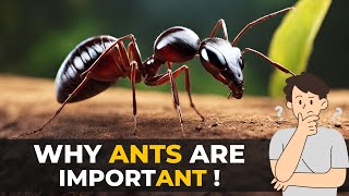 Why Are Ants Important | Ant Facts | The Planet Voice