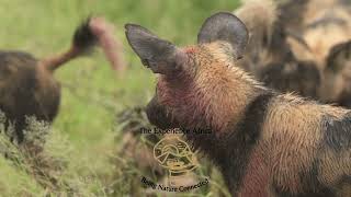 Wild Dogs, Leopard and amazing Hyena footage from 100 plus trips to the Kruger National Park