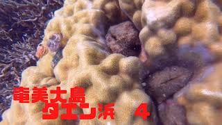 奄美大島　タエン浜④フィルター補正　浅瀬の生物～