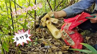 今天和老乡去掰四方竹笋，这地方又多又肥！吃起来很脆