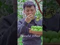 harvest and eat chinese apple fruit nature