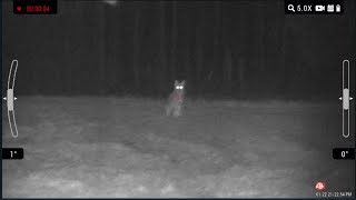 ATN XSight LTV Coyote Hunt  and Breeding Season Calling Strategy