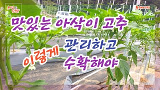 맛있는 아삭이 고추 키우기와 수확하는 방법.How delicious Assak grows and harvests peppers.