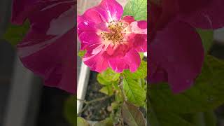 France Rose/Rosa gallica(Golap)#short #shortvideo #trending #nature #garden #shortsviral #subscribe