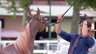 N 23 TCHAATA ALQUEZAR   2020 Vichy   Championnat de France du Cheval Arabe   Yearling Colts Champion