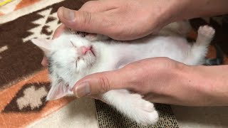 【捨て猫】手のひらに包まれて寝落ちしそうになる子猫が可愛すぎる！【育児放棄・保護】