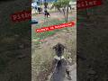 Pitbull Meets Rottweiler at the Park! Watch These Powerful Dogs Show Their Strength (Both On Leash)