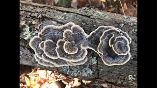 Mushroom Foarging in Jefferson National Forest (VA)