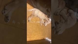 ゴールデンレトリバー子犬の寝顔が可愛いすぎる  #shorts #short #shortvideo #goldenretriever #犬 #犬のいる暮らし #dog