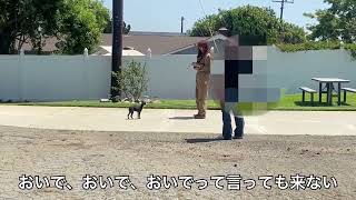 3ヶ月の子犬。リードを噛む、歩かない、抵抗して散歩できない問題。