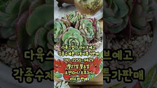 #천안다육스럽다 #라이브예고 #각종수제화분 #분채다육이 #succulent