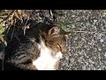 城ヶ島漁港〜激しく甘える可愛い白キジ猫のブーツちゃん