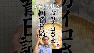 おカイコさま飼育日記！私が育てました【 #つるとぴ ！ #鶴岡市 役所60秒広報室】 #庄内 #鶴岡  #日本遺産 #サムライシルク #蚕産 #shorts