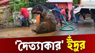 নর্দমা পরিষ্কার করতে গিয়ে ধরা পড়ল দৈত্যাকার ইঁদুর | Giant Rats Found | The Freakiest Mouse