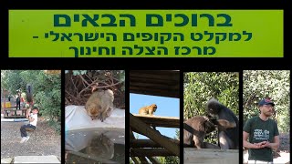 מקלט הקופים הישראלי מרכז הצלה וחינוך