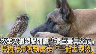 牧羊犬邂逅貓頭鷹「擦出最美火花」咬樹枝帶著到處走「一起去探險」|#狗狗故事 #狗與貓頭鷹