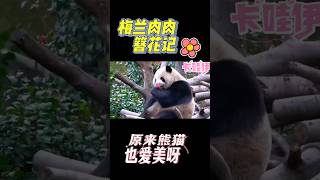 【萌萌哒💕】梅兰肉肉：戴了花花我就是最靓的熊猫啦😊🥰 ＃熊猫 #梅兰肉肉