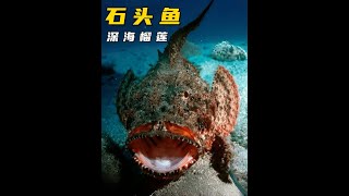 深海“榴莲”石头鱼，巨毒巨丑巨好吃 #玫瑰毒鮋 #海洋生物 #动物科普