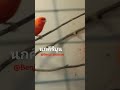 นกคีรีบูน canary 26 04 24 นกคีรีบูน canary นก bird benjapharuay shortvideo