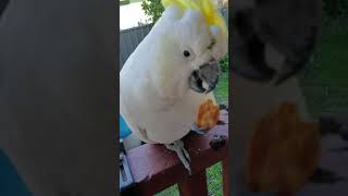 Cockatoo fight