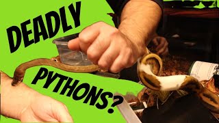 What Does a Python Bite Feel Like?