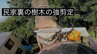 【民家裏の樹木の強剪定】Cutting tree  特殊伐採