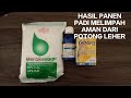 MENINGKATKAN HASIL PANEN PADI / BUAH | REVIEW AMISTARTOP + MKP MEROKE + GIBGROW PANEN