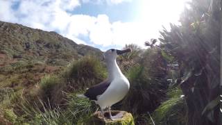 Atlantic Yellow-nosed Albatross call