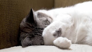 Play This Lullaby For Your Restless Cat | Cat-Specific Music For Sleep, Stress Relief \u0026 Anxiety