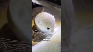 “Three-toed jerboa and Long-eared jerboa”#cute #shorts #youtubeshorts #anime