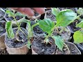 how to make king chilli nursery u morok manipur how to make king chilli nursery