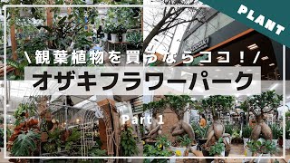 【初心者おすすめ】都内最大級の植物専門店！オザキフラワーパーク