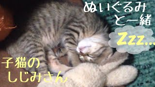 ぬいぐるみと一緒に眠る子猫 kitty cat sleeping with a stuffed animal.