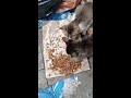 straycats feedingcat 街猫 一只小猫还护食呢。