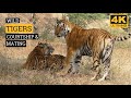 RARE FOOTAGE OF COURTING AND MATING TIGERS|RANTHAMBORE|TIGER VIDEOS|WILDOPEDIA VIDEOS